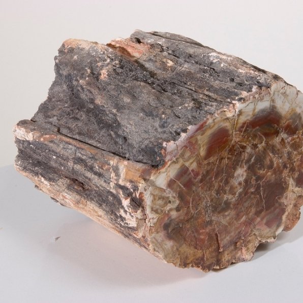 Petrified Wood